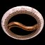 Chakram D180205