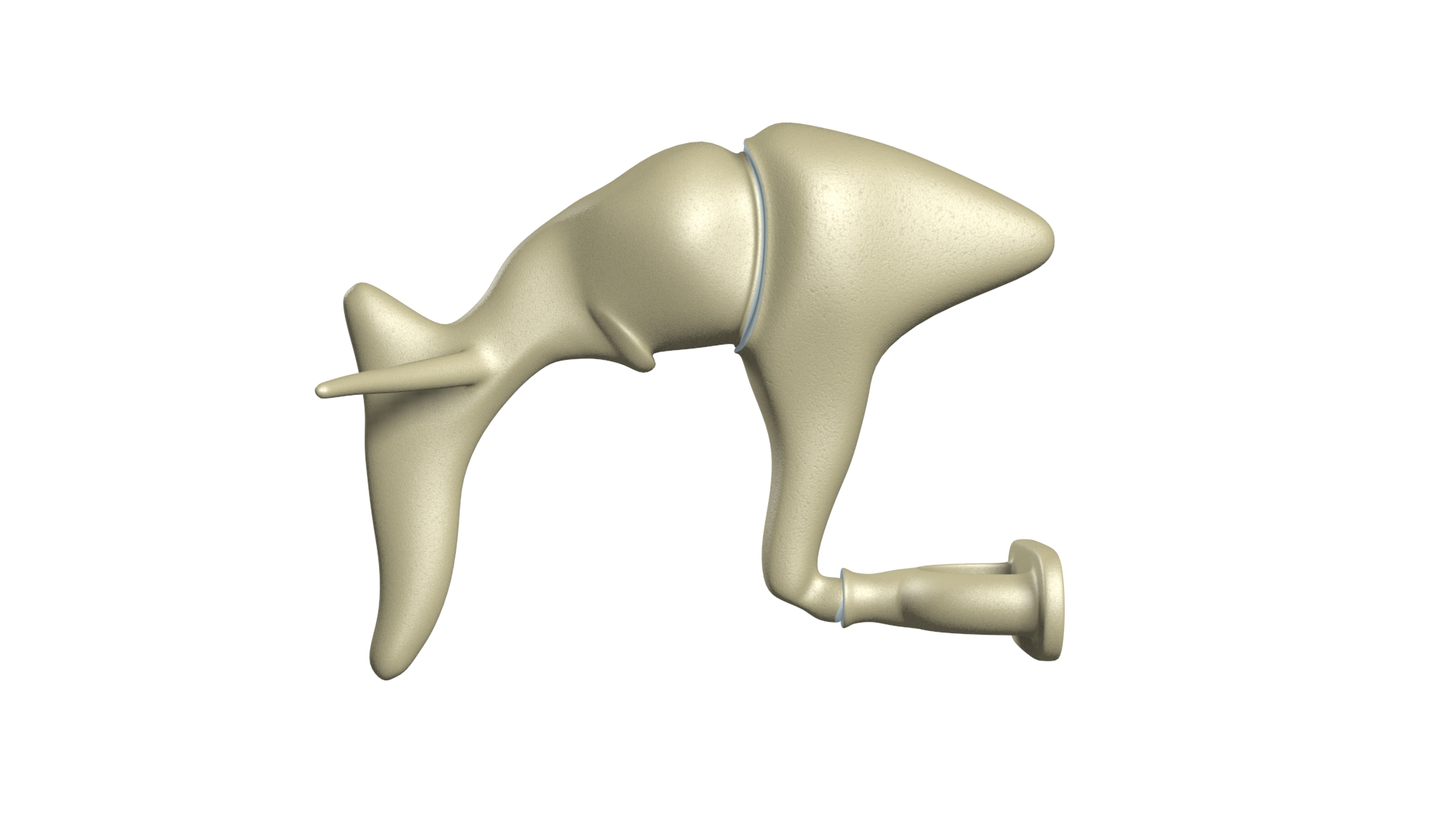 Middle Ear Auditory Ossicles 3D Model - TurboSquid 2022543