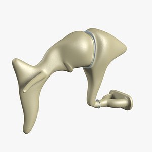 Middle Ear Auditory Ossicles