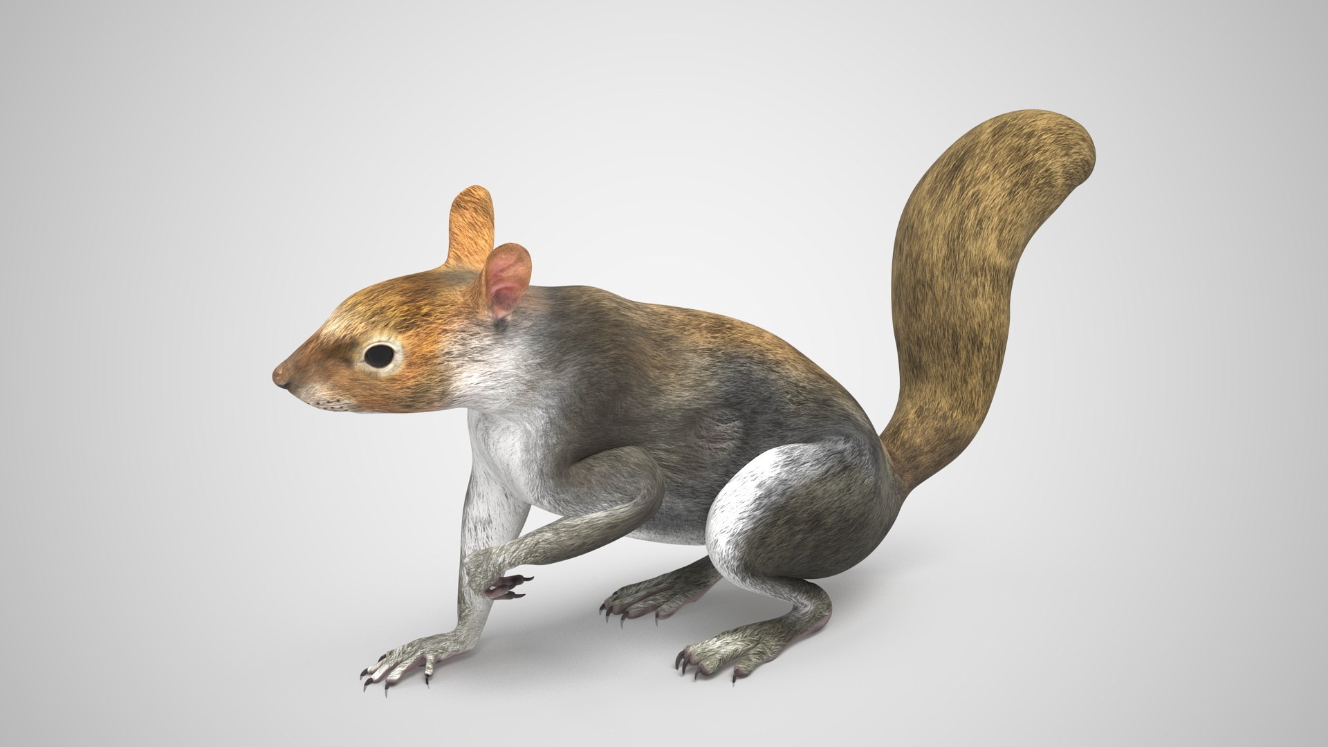 Gray Squirrel Rigged Model - TurboSquid 2264270