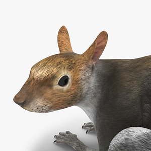 Gray Squirrel Rigged model