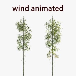 bamboo Wind animation 3D