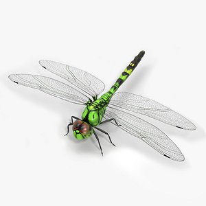Dragonfly 3D model