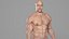 Realistic Muscular Man Rigged Character
