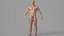 Realistic Muscular Man Rigged Character