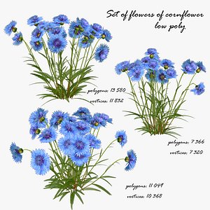 Flower Cornflower