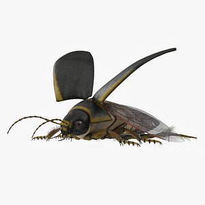 Insect Water Beetle Brown Rigged