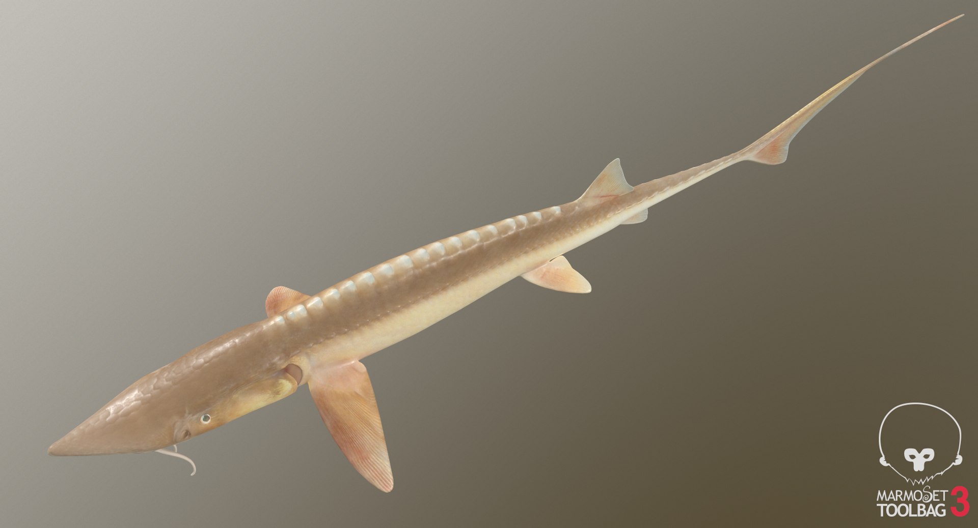 Shovelnose Sturgeon 3D TurboSquid 1384444