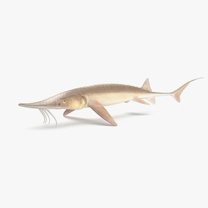 Shovelnose Sturgeon