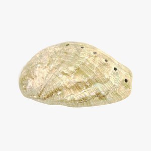 3D seashell 6 model