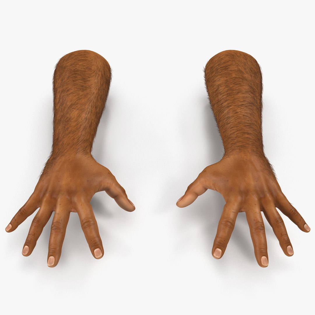 African Man Hands 2 with Fur Pose 4 3D Model 3D model preview