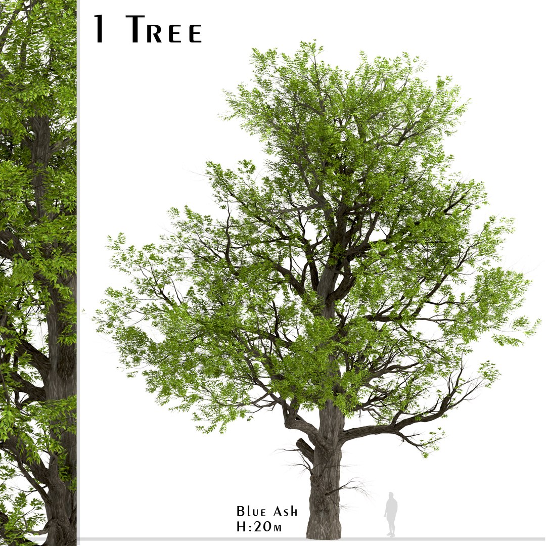 3D Blue Ash Or Fraxinus Quadrangulata Tree - 1 Tree - TurboSquid 2000176