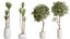 Conjunto de plantas de interior AV 160 Olivo Olea artificial e Yucca Elephantipes Gigantea e Ficus Retusa