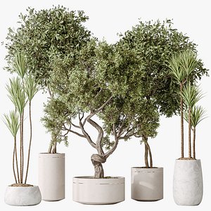 AV Indoor plants set 160 Artificial Olivo Olea Tree and Yucca Elephantipes Gigantea and Ficus Retusa 3D model
