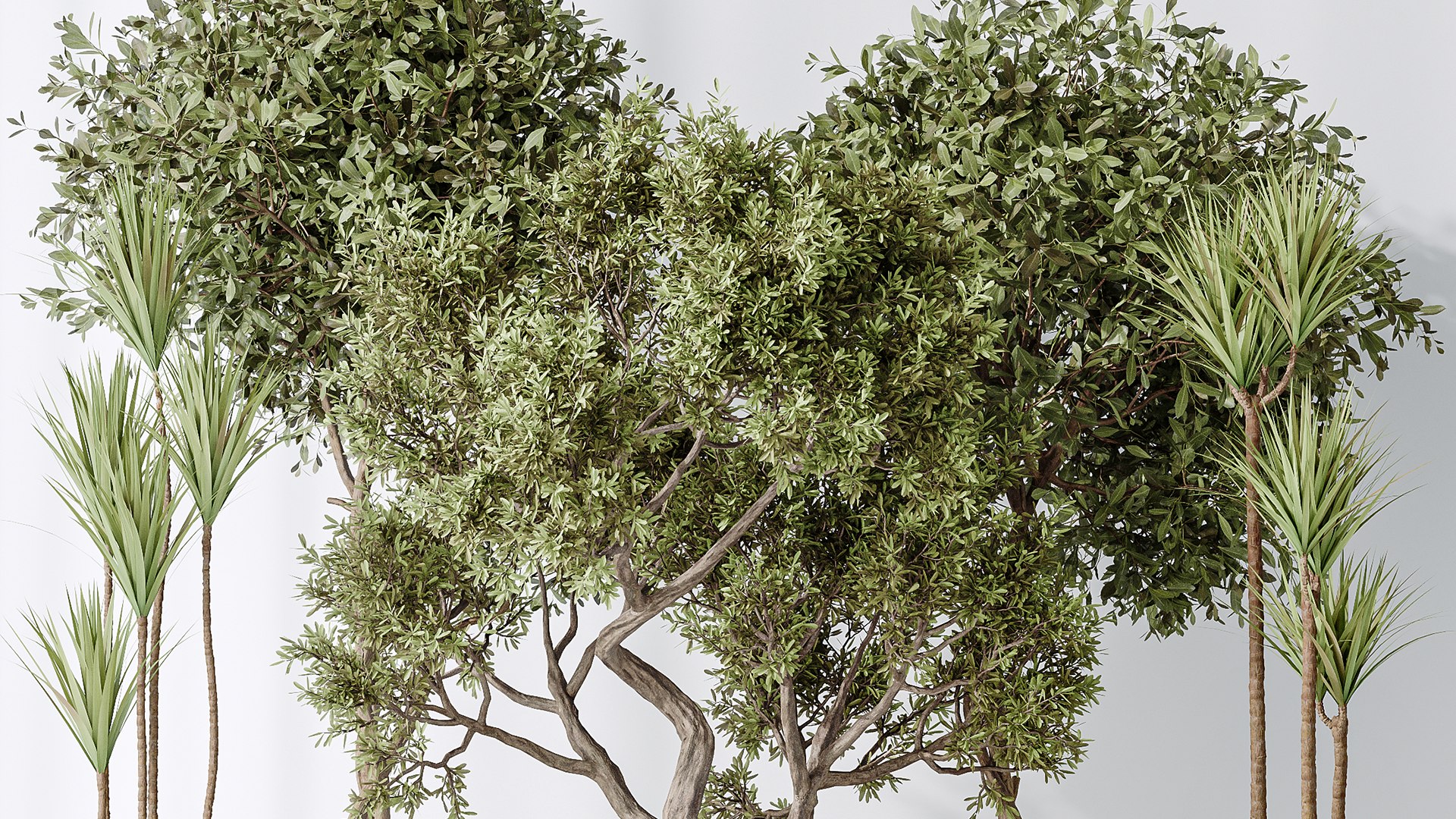 AV Indoor plants set 160 Artificial Olivo Olea Tree and Yucca Elephantipes Gigantea and Ficus Retusa 3D model https://p.turbosquid.com/ts-thumb/o8/abWxXT/KI/06/png/1736071843/1920x1080/fit_q87/4d3b0cc4623d4b7d3b2ba6a5dc95d0ba602be638/06.jpg
