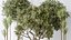 Conjunto de plantas de interior AV 160 Olivo Olea artificial e Yucca Elephantipes Gigantea e Ficus Retusa
