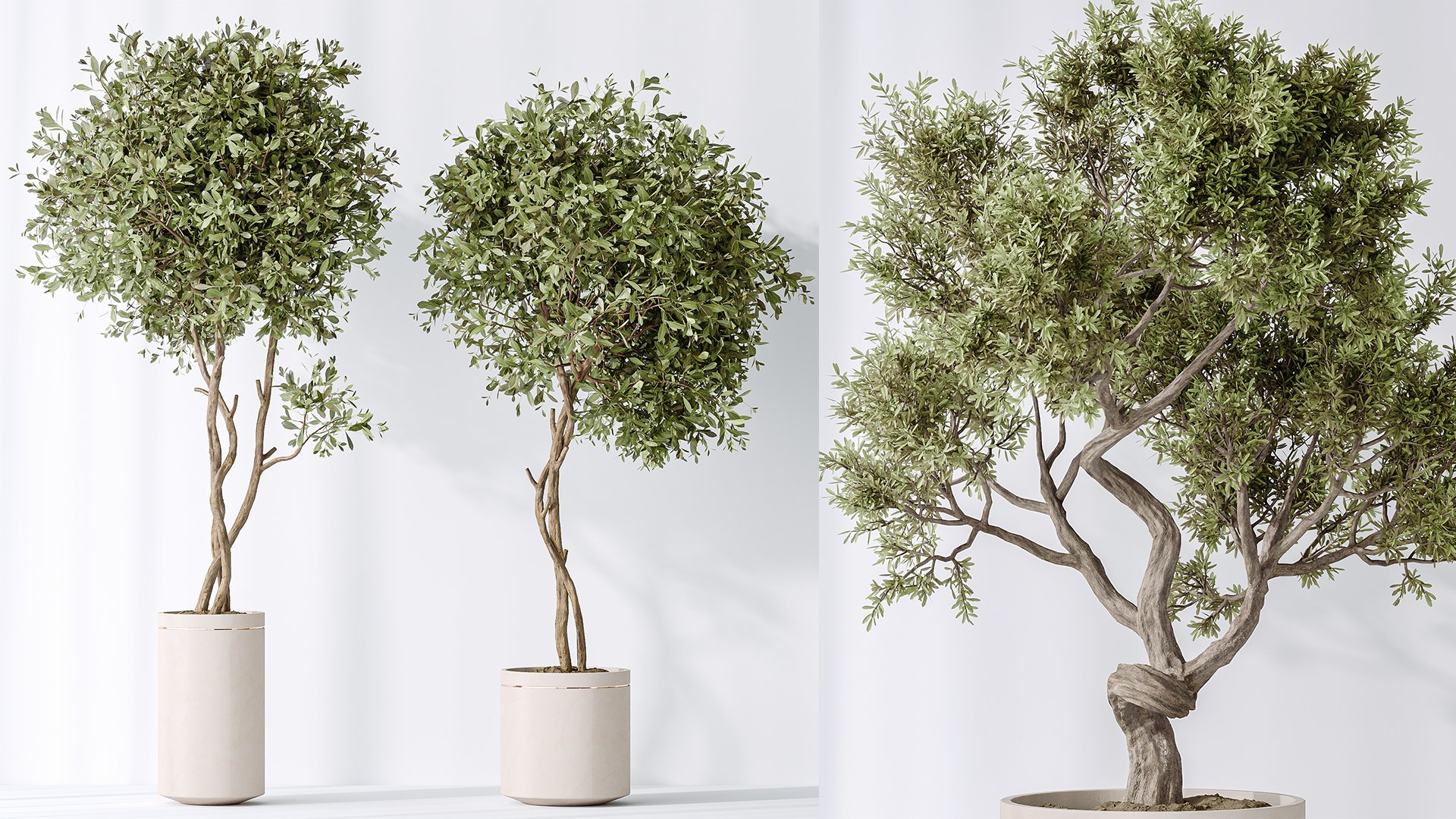 AV Indoor plants set 160 Artificial Olivo Olea Tree and Yucca Elephantipes Gigantea and Ficus Retusa 3D model https://p.turbosquid.com/ts-thumb/o8/abWxXT/MK/03/png/1736071715/1920x1080/fit_q87/0e69a80de588d5957f39099ee5bd3c06c287d756/03.jpg
