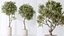Conjunto de plantas de interior AV 160 Olivo Olea artificial e Yucca Elephantipes Gigantea e Ficus Retusa