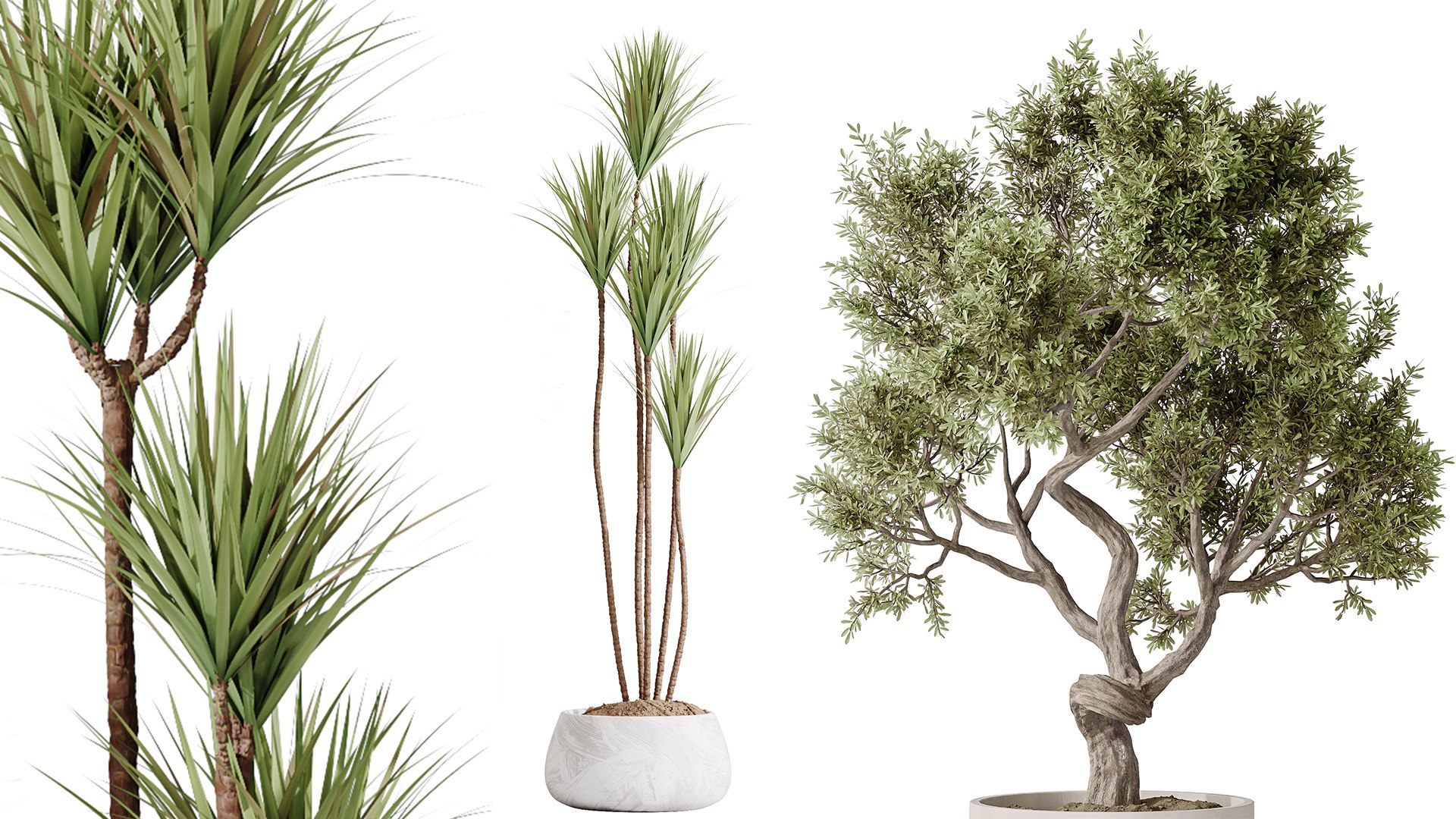 AV Indoor plants set 160 Artificial Olivo Olea Tree and Yucca Elephantipes Gigantea and Ficus Retusa 3D model https://p.turbosquid.com/ts-thumb/o8/abWxXT/PP/05/png/1736071824/1920x1080/fit_q87/5bcdd2518d7fc0401b0d25ac8795a19fc9f09369/05.jpg