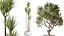 Conjunto de plantas de interior AV 160 Olivo Olea artificial e Yucca Elephantipes Gigantea e Ficus Retusa