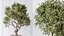 Conjunto de plantas de interior AV 160 Olivo Olea artificial e Yucca Elephantipes Gigantea e Ficus Retusa