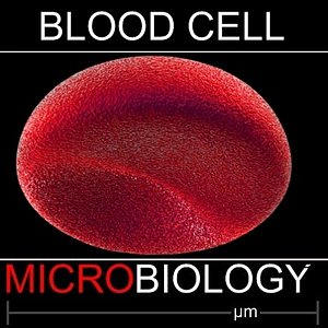 red blood cell