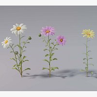 Flower collection vol06 Daisy