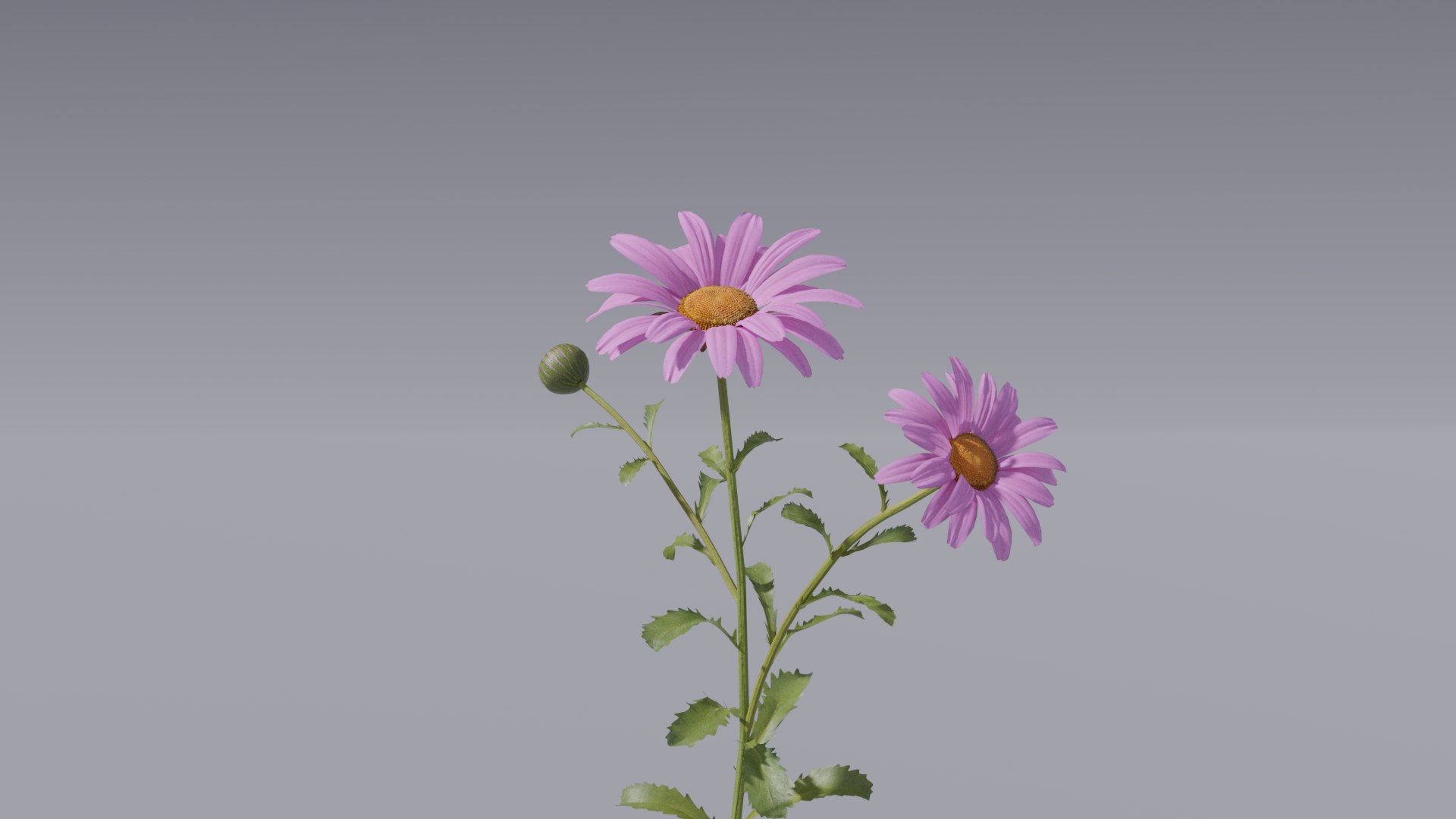 realistic daisies flowering 3D https://p.turbosquid.com/ts-thumb/o8/nlq5d4/U9N4Km9B/3dflowercollectionvol06daisy_05/png/1591600182/1920x1080/fit_q87/c5405f2aacf3203110163d88a2992d2bb924d1c9/3dflowercollectionvol06daisy_05.jpg