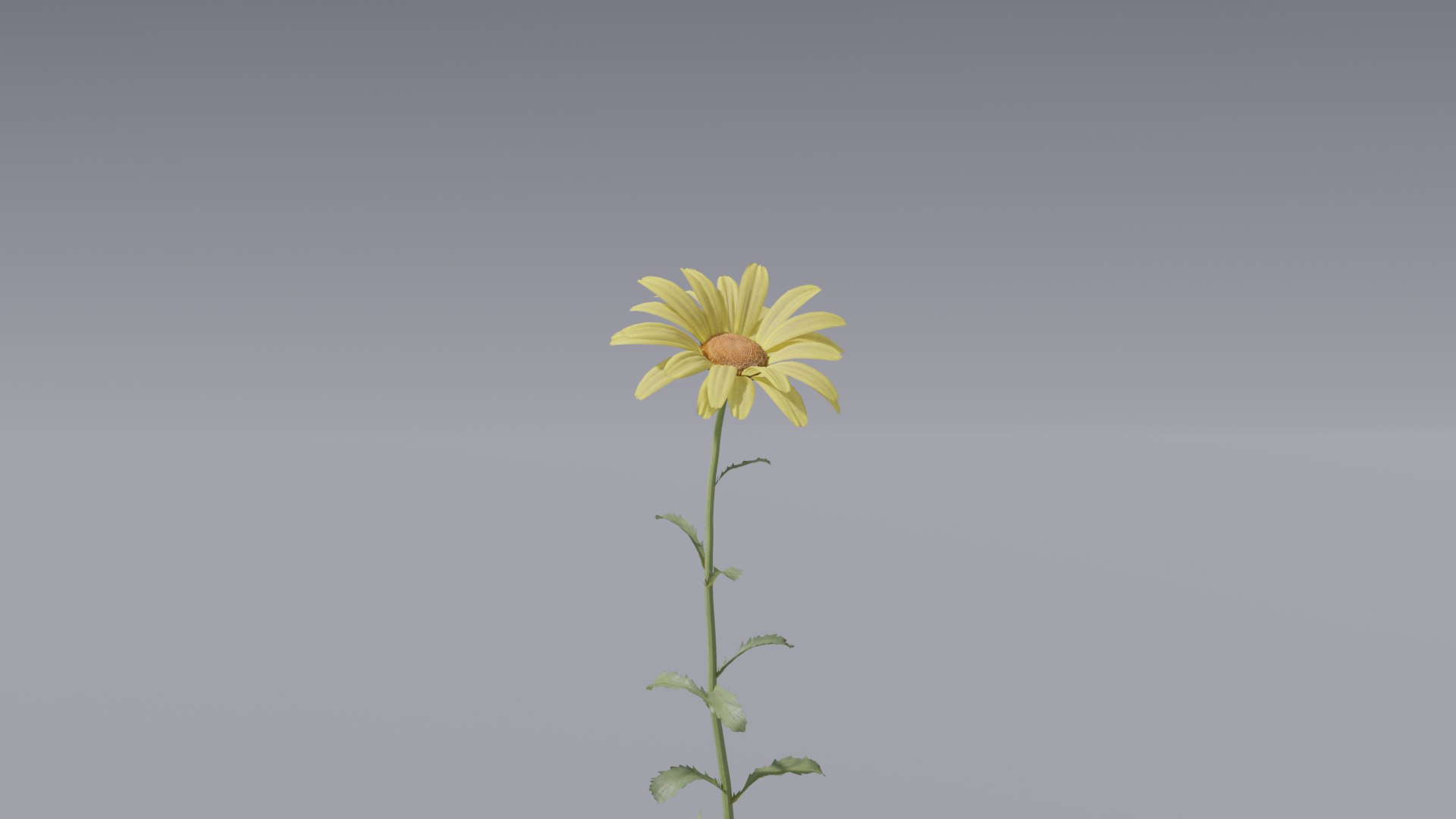realistic daisies flowering 3D https://p.turbosquid.com/ts-thumb/o8/nlq5d4/W1zDCfwT/3dflowercollectionvol06daisy_08/png/1591600289/1920x1080/fit_q87/0f40b314e6201ef356f5a9c2bd81d6b8b668a481/3dflowercollectionvol06daisy_08.jpg