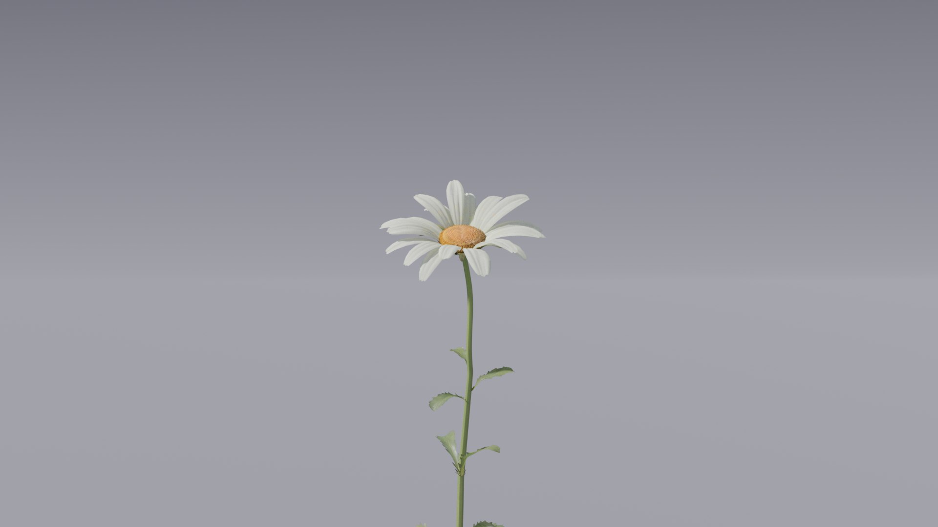 realistic daisies flowering 3D https://p.turbosquid.com/ts-thumb/o8/nlq5d4/WVYX5yQ6/3dflowercollectionvol06daisy_07/png/1591600261/1920x1080/fit_q87/cb2a2fe97db841379e41847477ab1dee3314d26b/3dflowercollectionvol06daisy_07.jpg