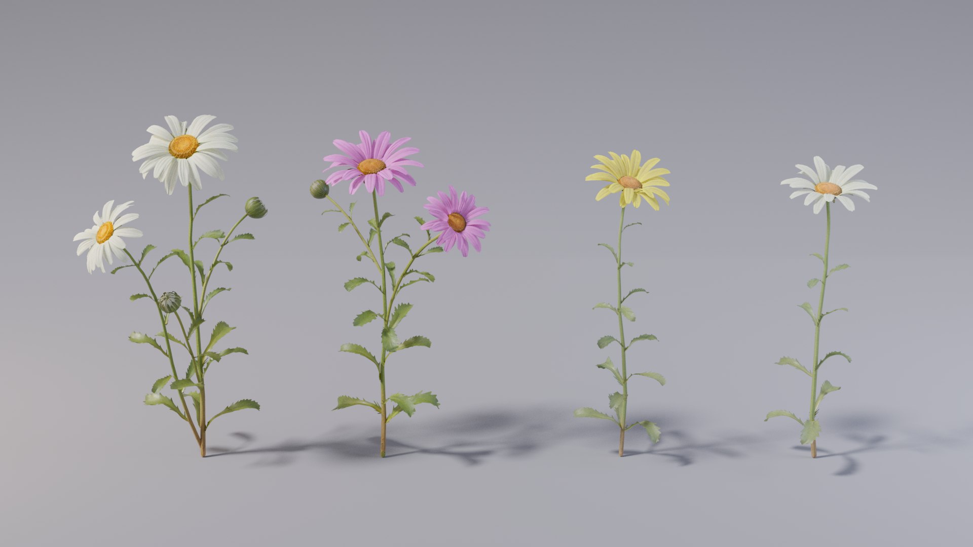 realistic daisies flowering 3D https://p.turbosquid.com/ts-thumb/o8/nlq5d4/YPgDby0p/3dflowercollectionvol06daisy_03/png/1591600112/1920x1080/fit_q87/399f97098a69f480208a2222242e0f933554e8e2/3dflowercollectionvol06daisy_03.jpg