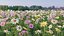 Collection de fleurs vol06 Marguerite