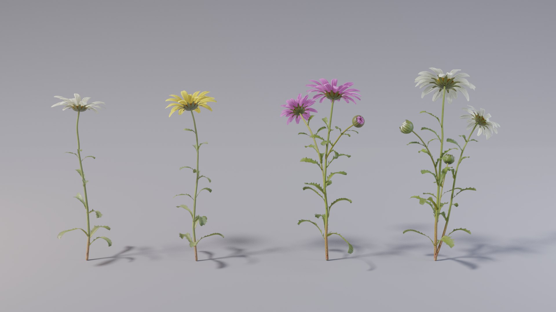 realistic daisies flowering 3D https://p.turbosquid.com/ts-thumb/o8/nlq5d4/f4J7qrSQ/3dflowercollectionvol06daisy_04/png/1591600149/1920x1080/fit_q87/457514bbb9bb9f10b8635f7f0fab4b9c72d46f86/3dflowercollectionvol06daisy_04.jpg