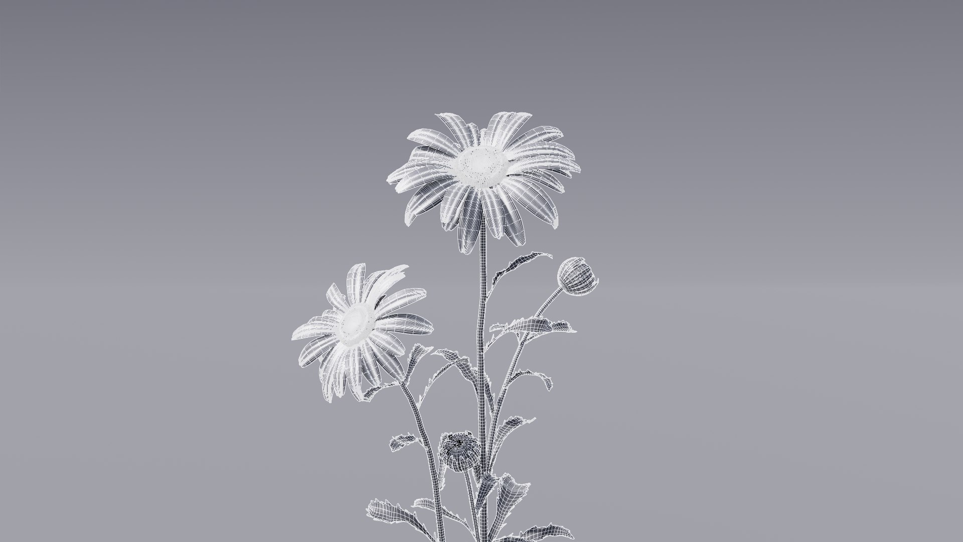 realistic daisies flowering 3D https://p.turbosquid.com/ts-thumb/o8/nlq5d4/nBI7XxzR/3dflowercollectionvol06daisy_16/png/1591600582/1920x1080/fit_q87/eec55dd48ad9f2a4efc25e41243359694e653db3/3dflowercollectionvol06daisy_16.jpg
