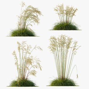 AV Celtica Gigantea Stipa Golden Oats