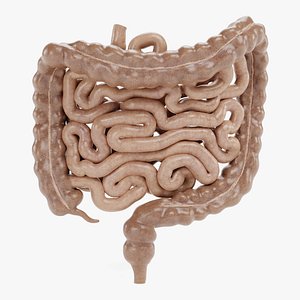 3D Intestines