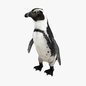 penguin animal nature 3D model