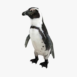 African Penguin Low poly - Animated