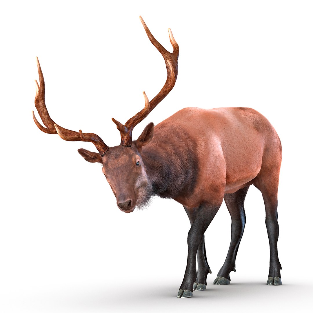 Elk Rigged with Fur 3D model preview