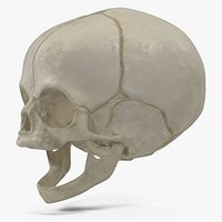 Human Fetal Cranium 40 Weeks Rigged for Maya