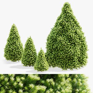 Picea glauca Daisys White trees