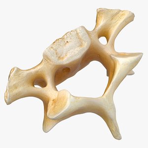 Kangaroo Red Necked Wallaby Cervical Vertebrae C6