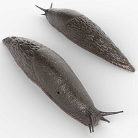 Terrestrial Slug Rigged for Blender