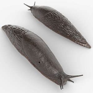 Terrestrial Slug Rigged for Blender