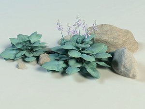 hosta sieboldii plantain lilies(1)