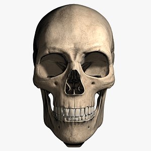 skull bones 3D model