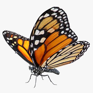 Danaus Plexippus Butterfly