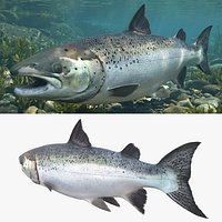 Salmon Rigged For Blender