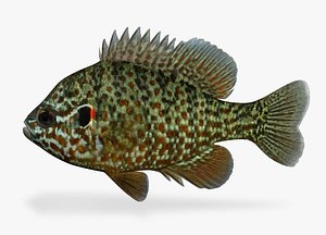 lepomis gibbosus pumpkinseed x