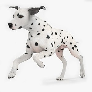 Running Dalmatian Dog Fur